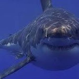 Meet your Posher, George